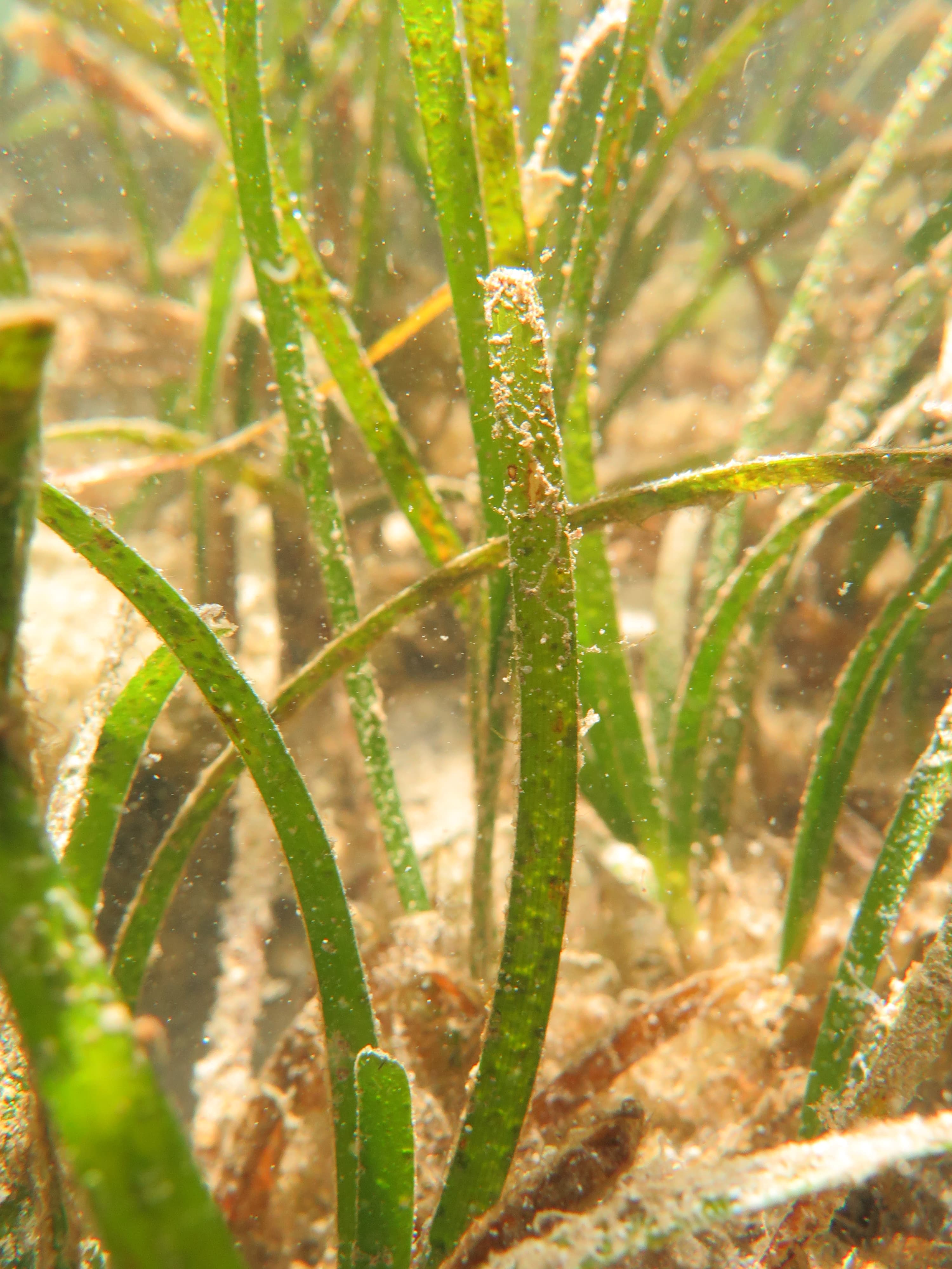 Seagrass Example