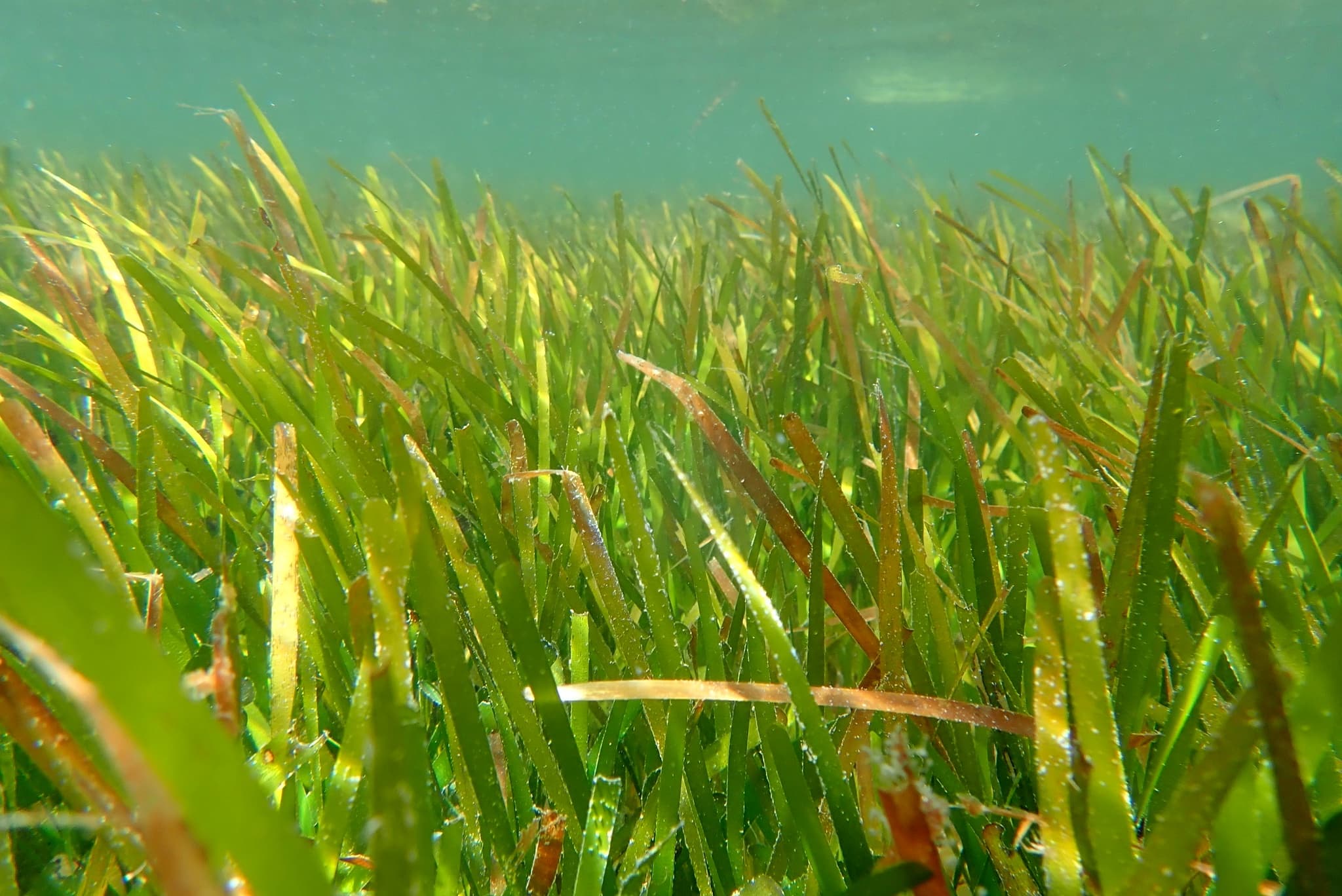 Cymodocea rotundata example