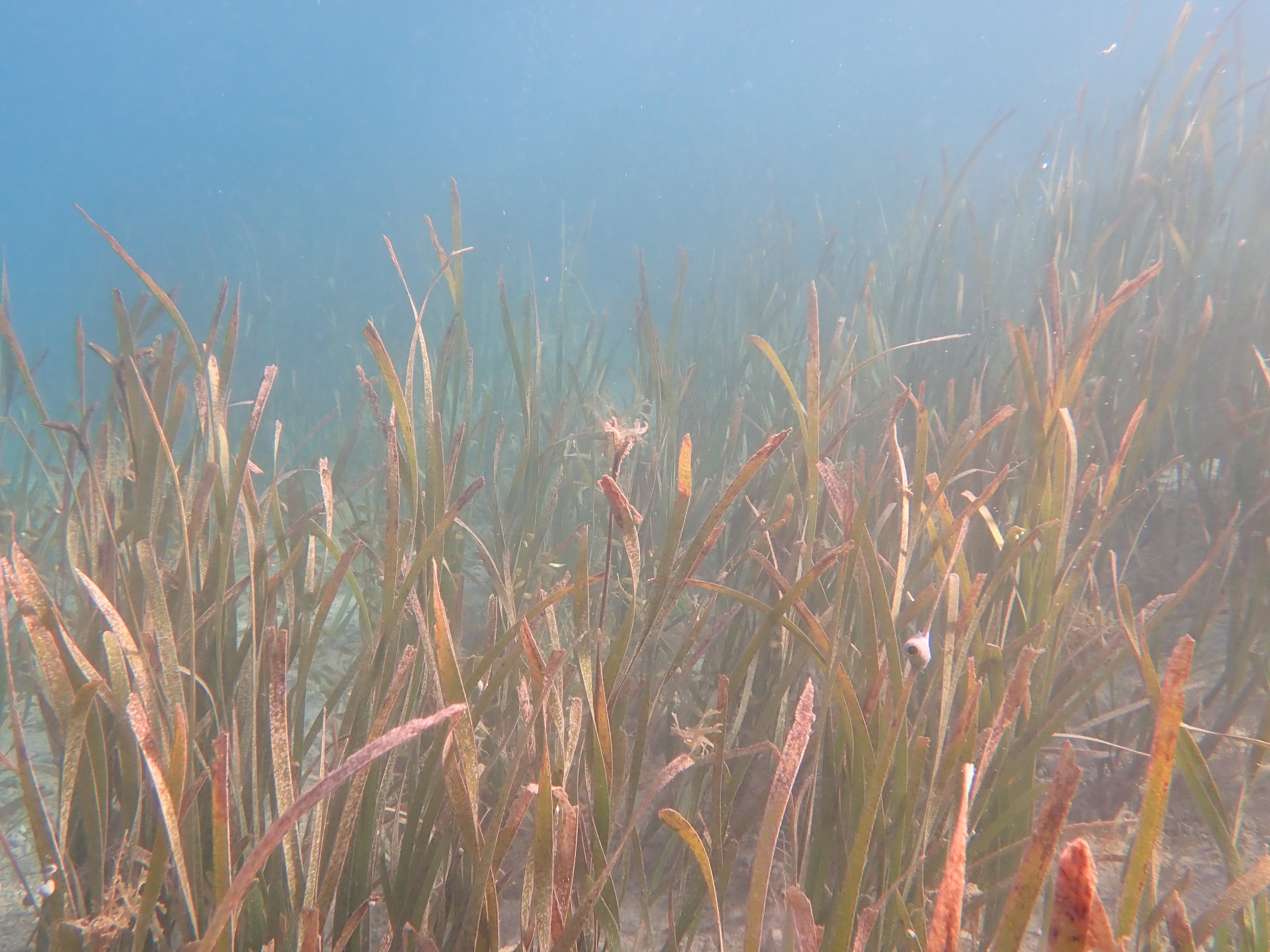 Enhalus acoroides example