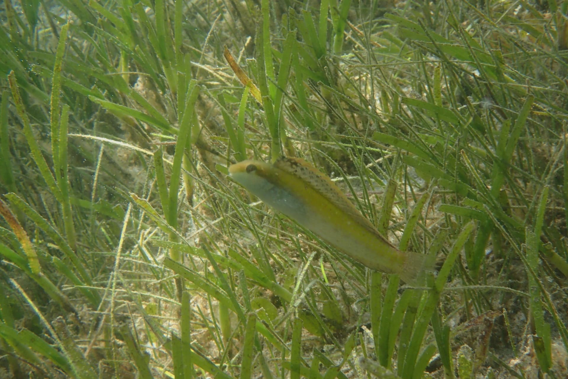 Enhalus acoroides example