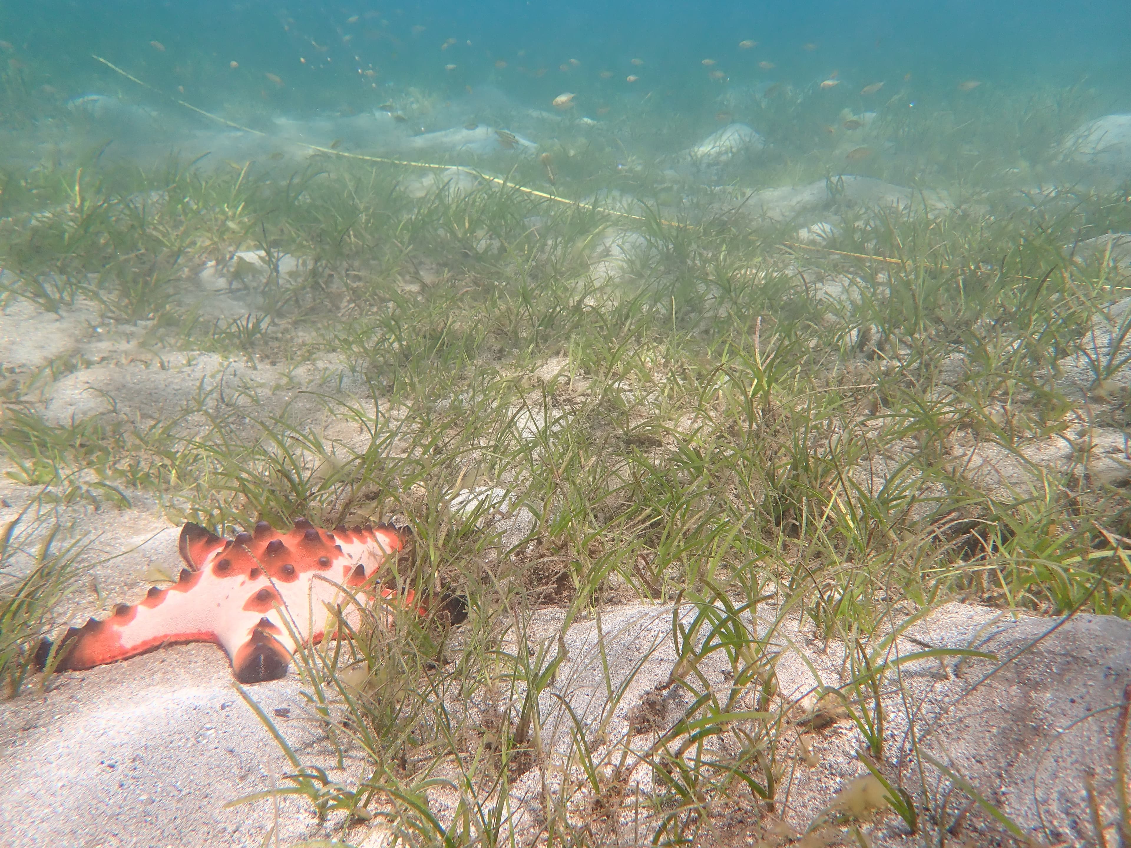 Enhalus acoroides example