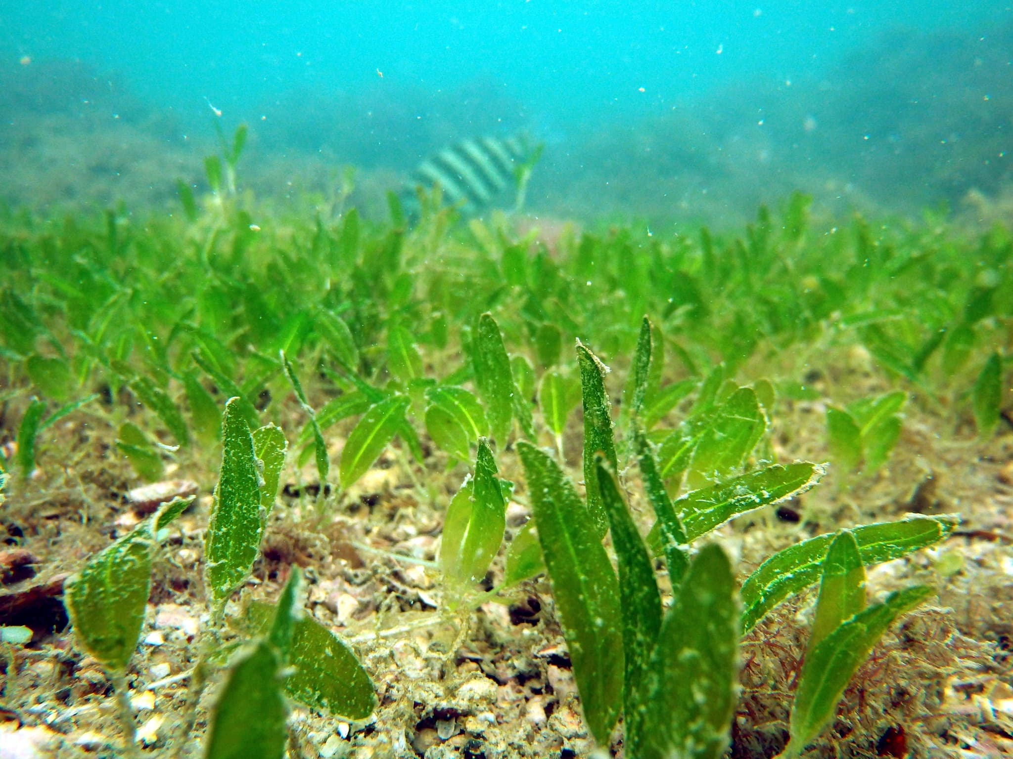 Enhalus acoroides example