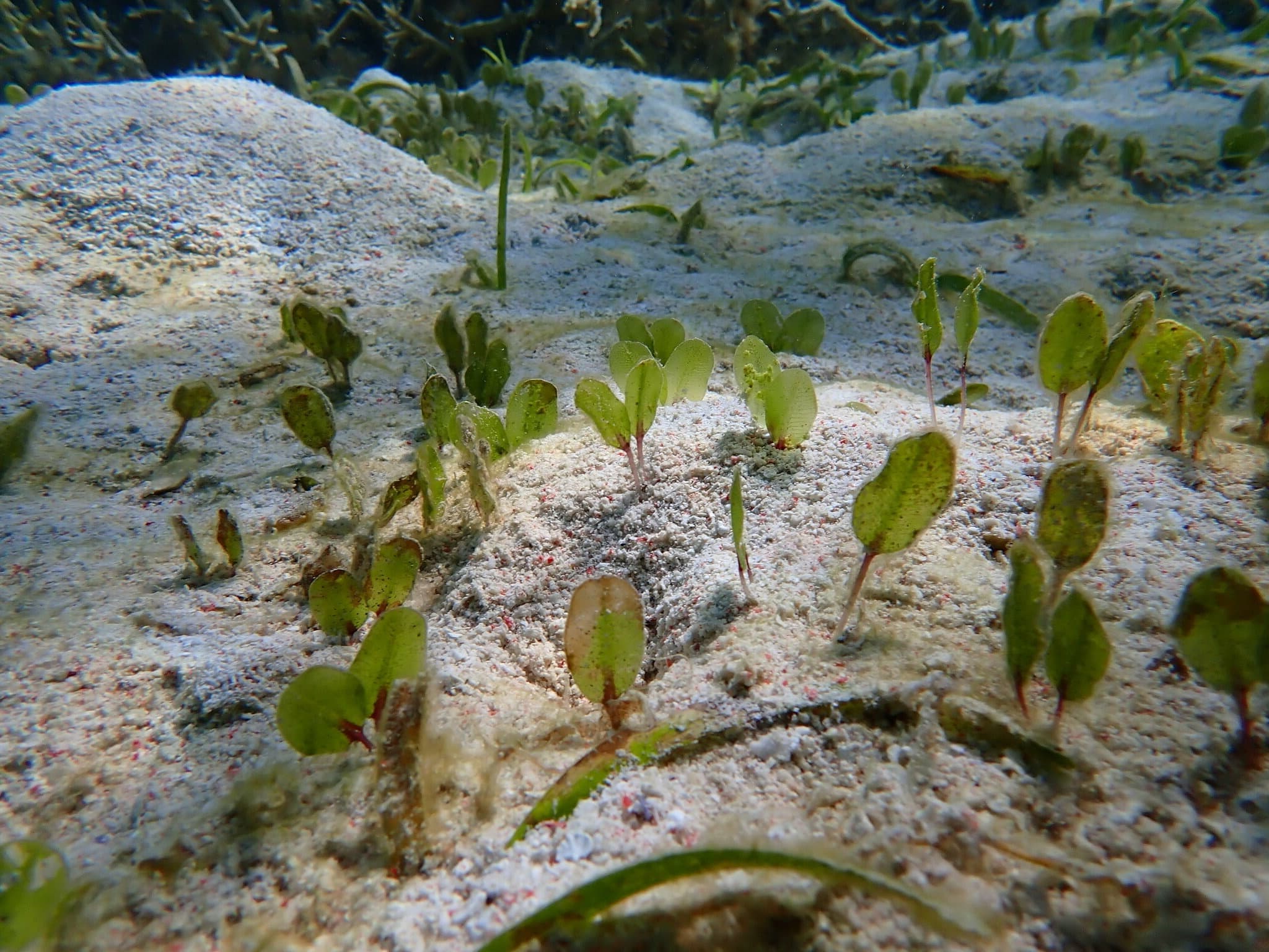 Enhalus acoroides example