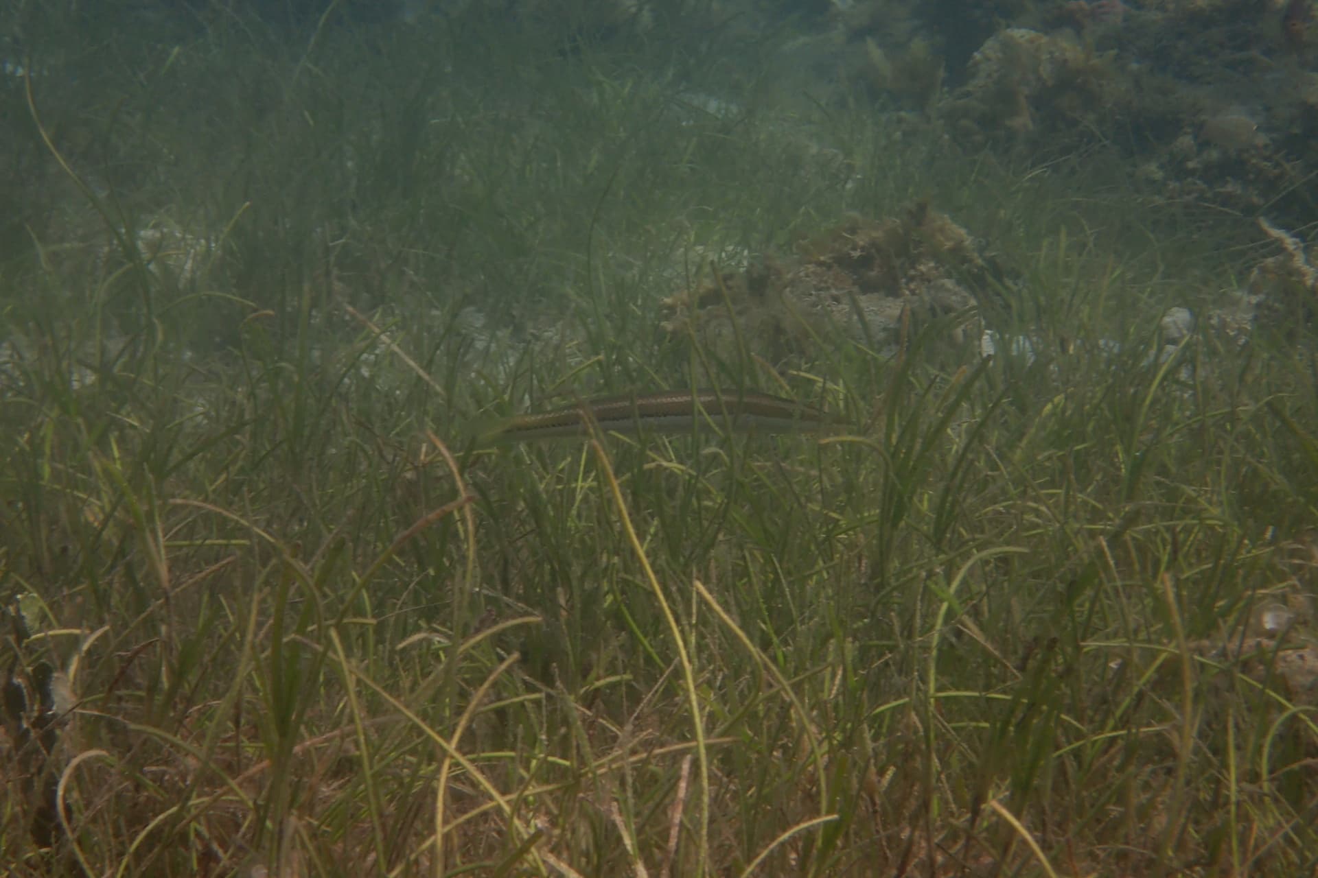 Enhalus acoroides example