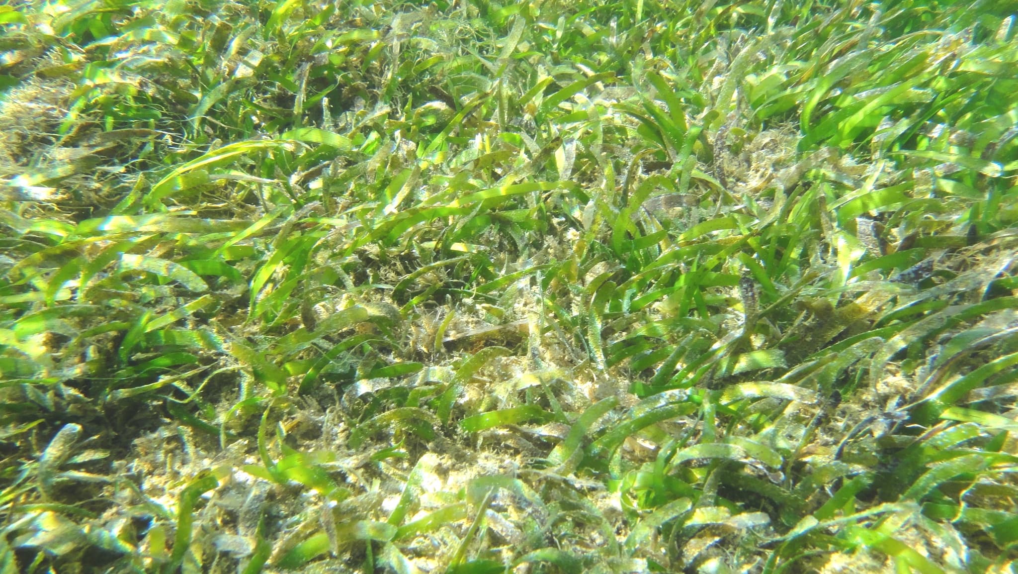 Enhalus acoroides example