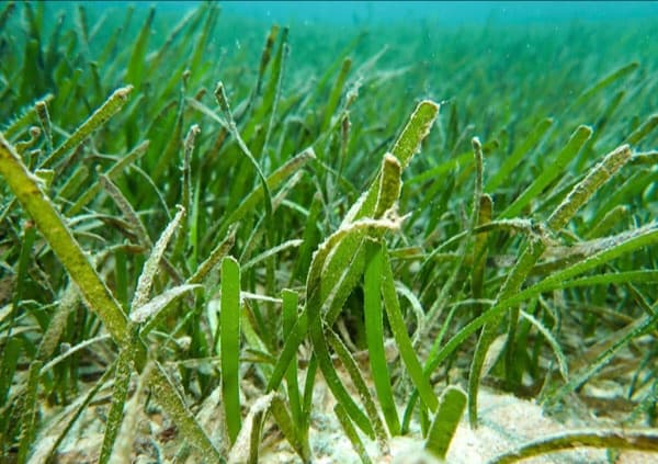 Diverse seagrass species